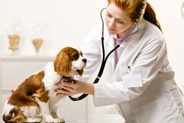 Diploma in Veterinary (VET)